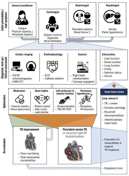 Figure 3. Care pathways for patients with severe tricuspid regurgitation. 2D: two-dimensional; 3D: three-dimensional; CCT: cardiac computed tomography; CMR: cardiac magnetic resonance; ECG: electrocardiogram; HF: heart failure; M-TEER: mitral transcatheter edge-to-edge reapair; PH: pulmonary hypertension; TAVI: transcatheter aortic valve implantation; TR: tricuspid regurgitation