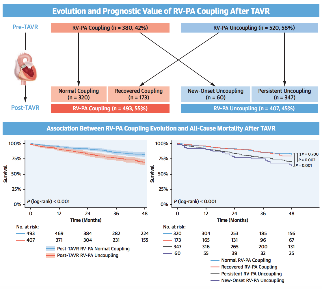 Central Illustration. Study findings and Summary. RV-PA = right ventricular-to-pulmonary artery; TAVR = transcatheter aortic valve replacement. Source: JACC Cardiovascular Interventions 