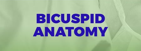 Bicuspid anatomy