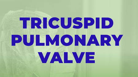 Tricuspid Pulmonary Valve