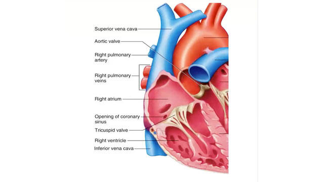 Tricuspid interventions
